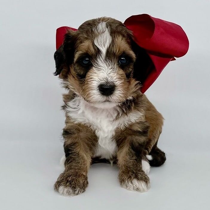 Bernedoodle Puppies For Sale: The Ultimate Guide