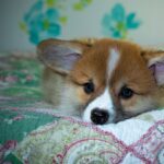 99exch Review: How India’s Emerging Crypto Exchange Stands Out in 2024